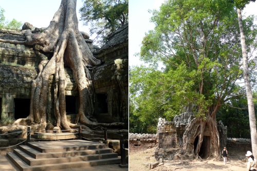 Trees on Temples Trees on Temples